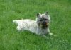  Phoebe 