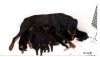 Rottweiler Litter