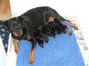 Lillys Litter (2007)